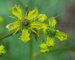 Ruta angustifolia