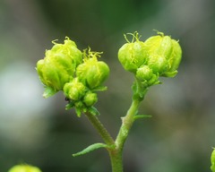 Ruta angustifolia