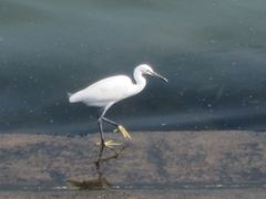 Egretta garzetta