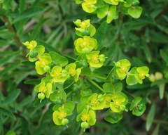 Euphorbia dendroides