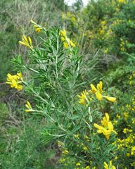 Genista ferox