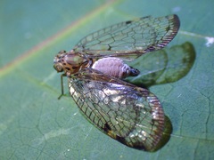 Epipyropidae