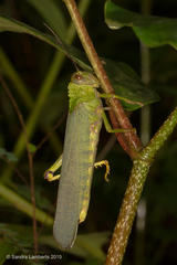 Tropidacris cristata grandis