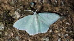 Comostola subtiliaria