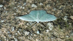 Comostola subtiliaria
