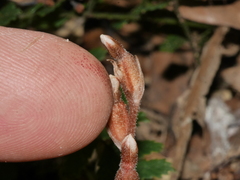 Danhatchia australis