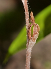 Danhatchia australis