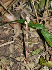 Danhatchia australis