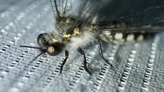 Protidricerus japonicus