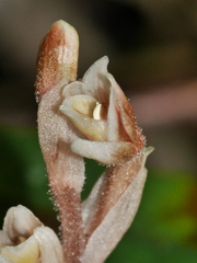 Danhatchia australis