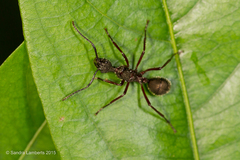 Dolichoderus attelaboides