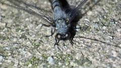 Protidricerus japonicus