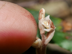 Danhatchia australis