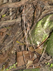 Danhatchia australis