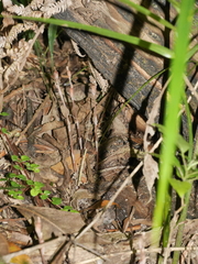 Danhatchia australis