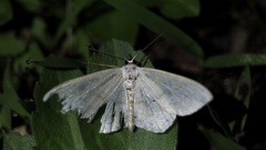 Scopula ignobilis