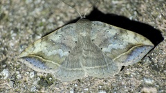 Blasticorhinus
