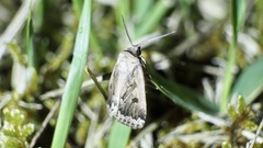 Spodoptera depravata