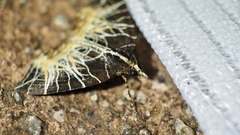 Evecliptopera illitata
