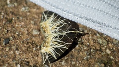 Evecliptopera illitata
