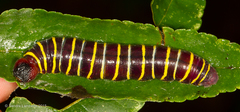 Achlyodes busirus