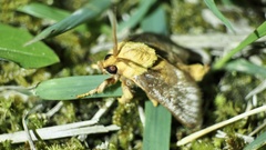 Narosoideus flavidorsalis