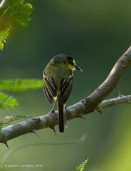 Todirostrum poliocephalum