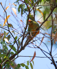Platycercus icterotis icterotis