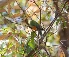 Platycercus icterotis icterotis