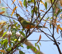 Platycercus icterotis icterotis