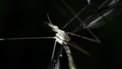Tipula nova