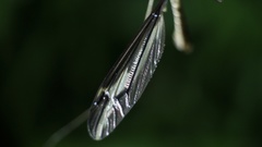 Tipula nova