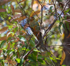 Platycercus icterotis icterotis