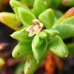 Hemichroa pentandra
