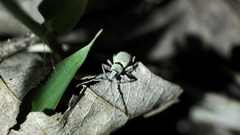 Phyllolytus variabilis