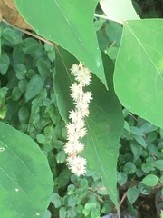 Mallotus paniculatus