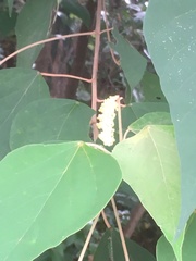 Mallotus paniculatus