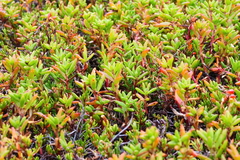 Hemichroa pentandra
