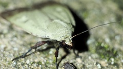 Sineugraphe oceanica