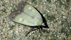 Sineugraphe oceanica