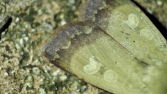 Sineugraphe oceanica