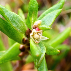 Hemichroa pentandra