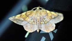 Garaeus specularis