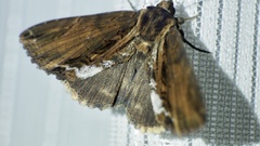 Ercheia umbrosa
