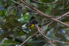 Hemithraupis flavicollis