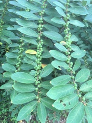 Bridelia tomentosa