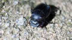Onthophagus lenzii