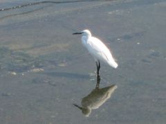 Egretta garzetta