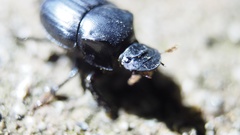 Onthophagus lenzii