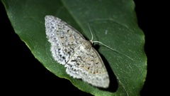 Hydrelia nisaria